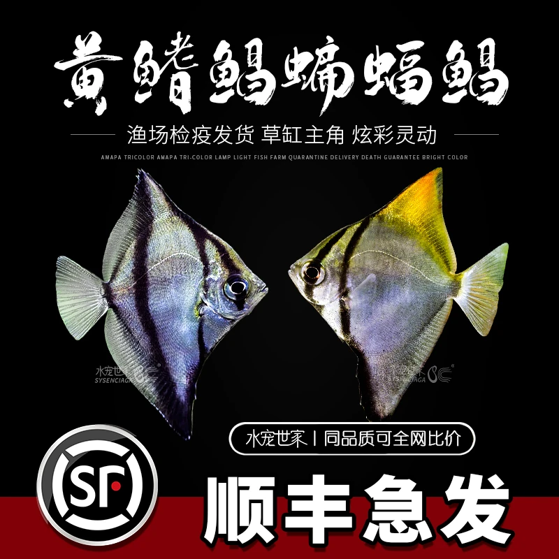 黄鳍鲳鱼蝙蝠鲳热带观赏鱼淡水鱼银大眼鲳珊瑚神仙鱼群游鱼活体