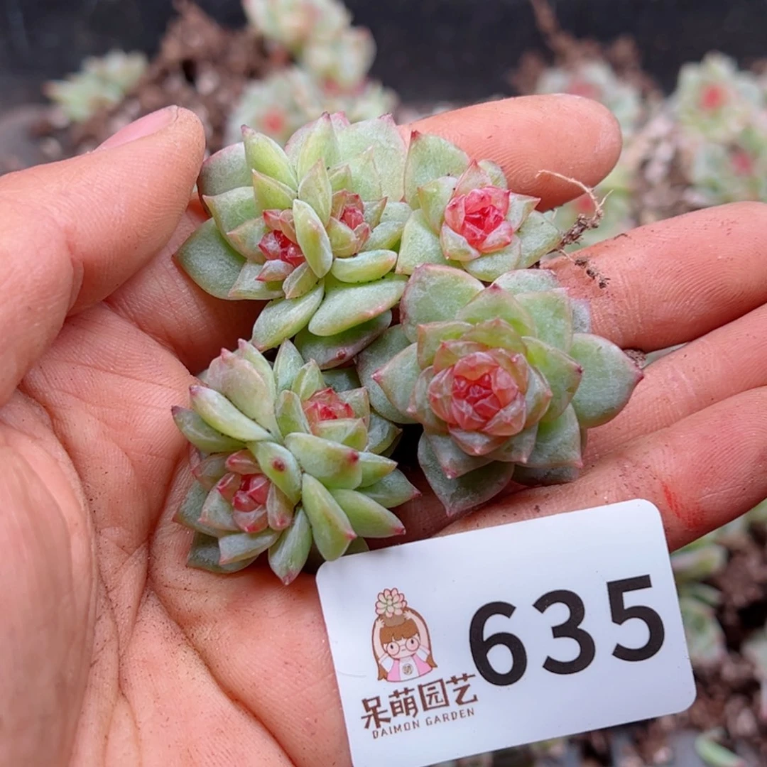 多肉植物多肉植物