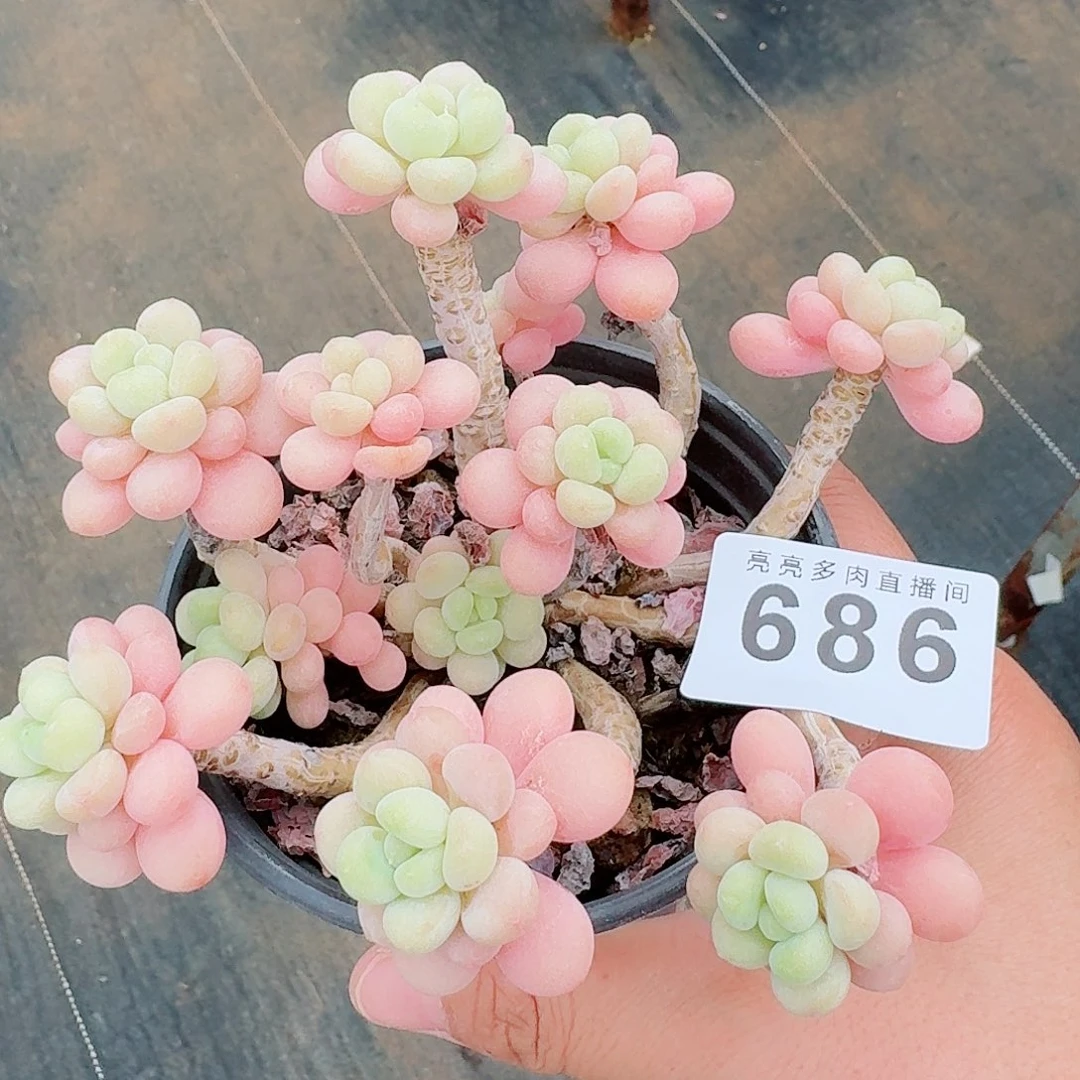 洛可可            精美多肉植物