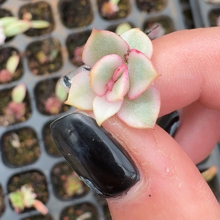 吉赛尔锦完美覆轮165