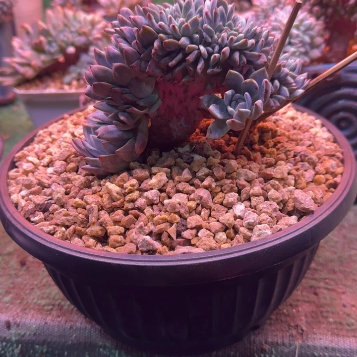 星影树缀无砍多肉