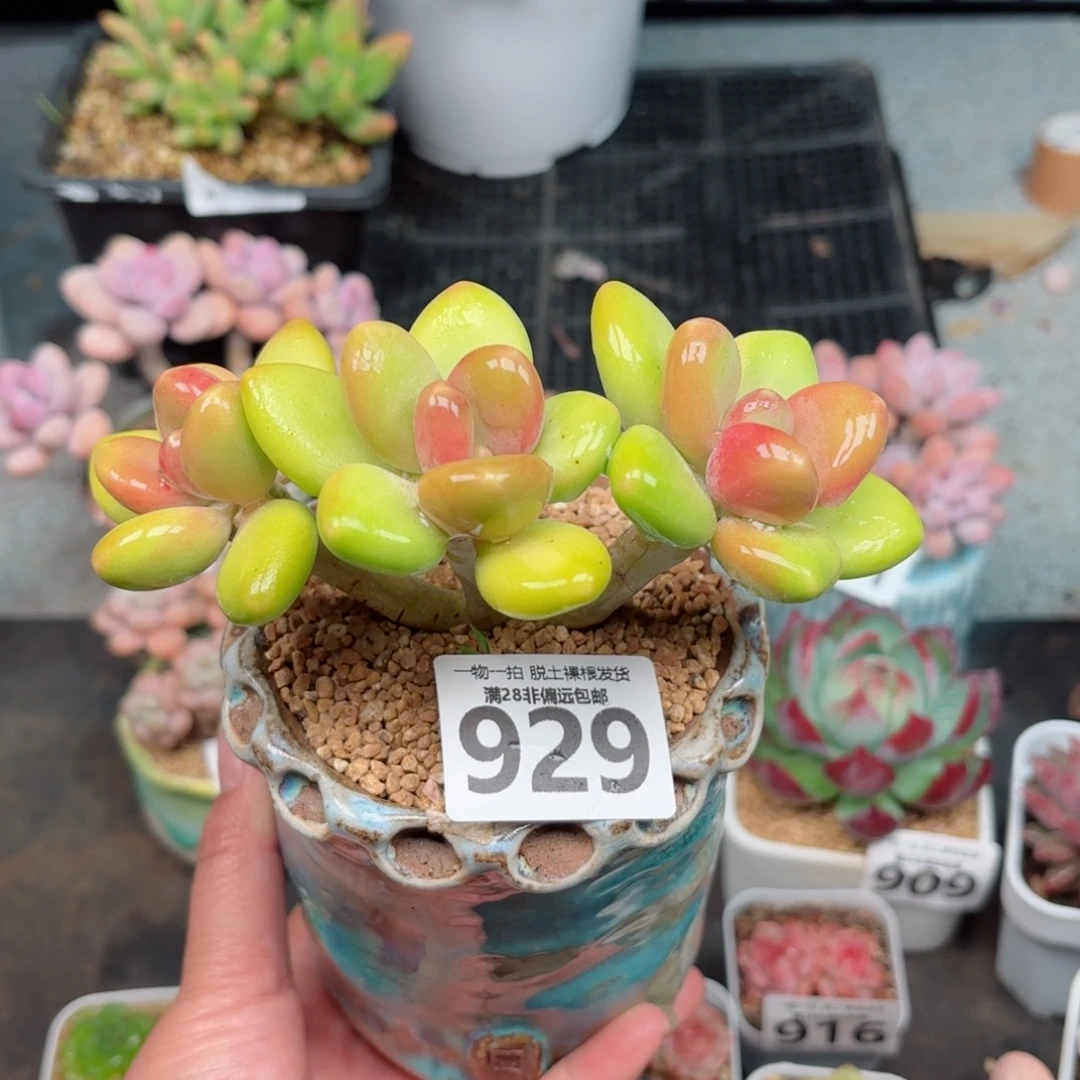 芒果KK奶无盆土发货