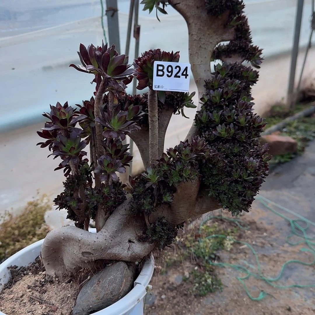 924黑法师有几处伤一颗