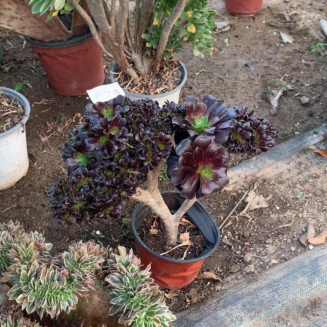 悠****果024欧紫朵朵缀化微瑕