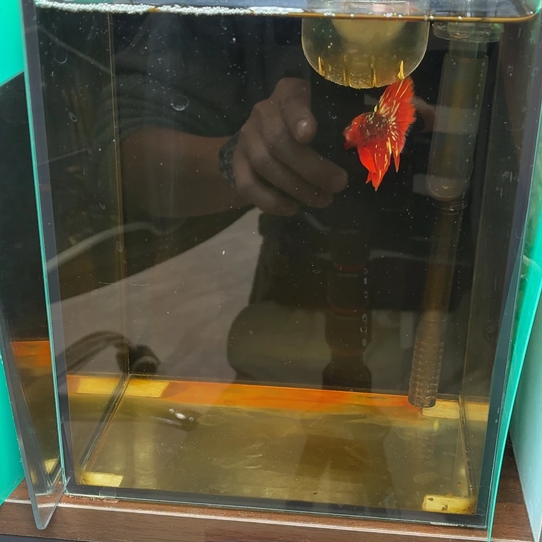 斗鱼红金黑凤凰半月
