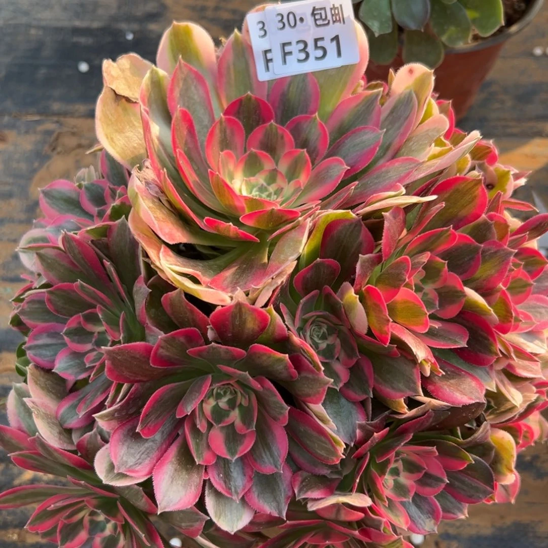 351妖月多肉法师