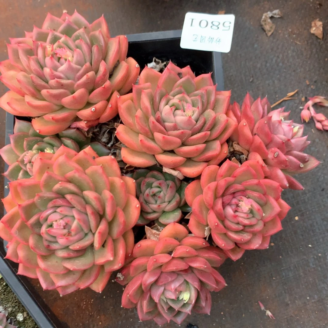 5801瑕疵不售后特价处理