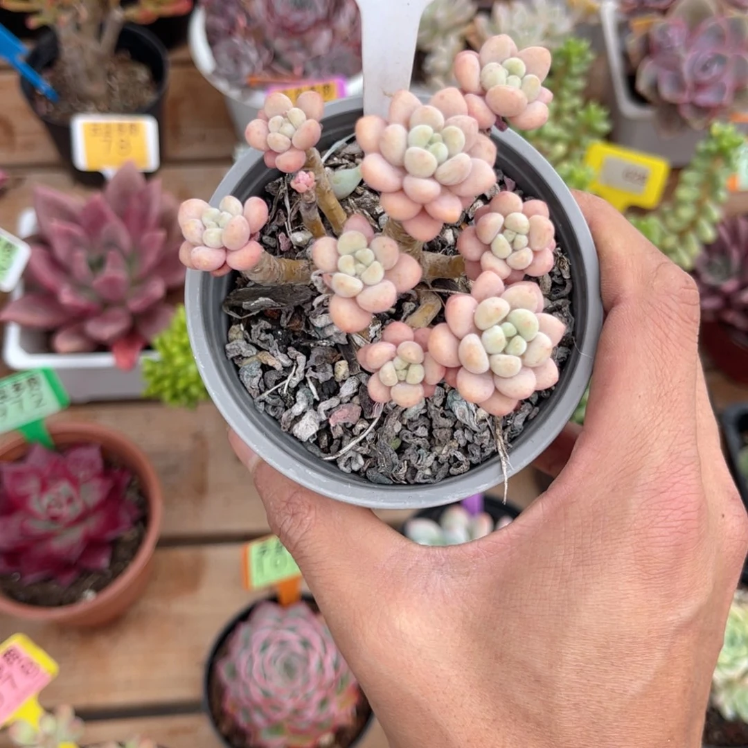 云尘多肉一物一拍1278