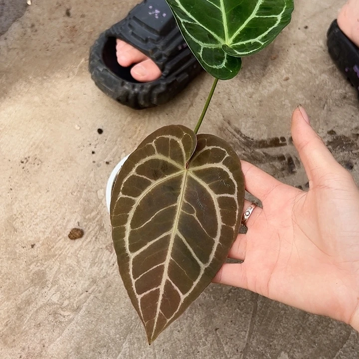 青***儿完全开放一物一拍S10