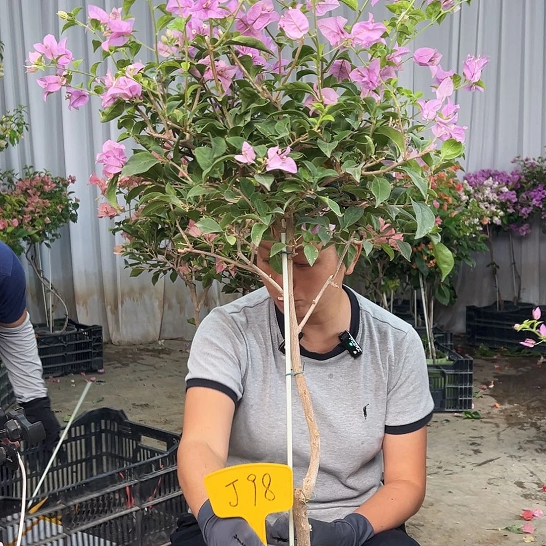 努***我当前无花栽培后可以开花J98巴西紫