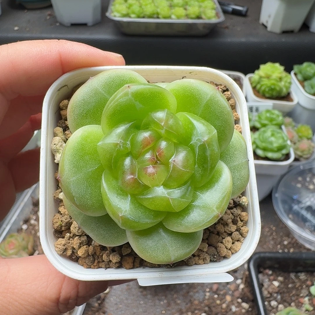 柚***肉一物一拍一组903-149