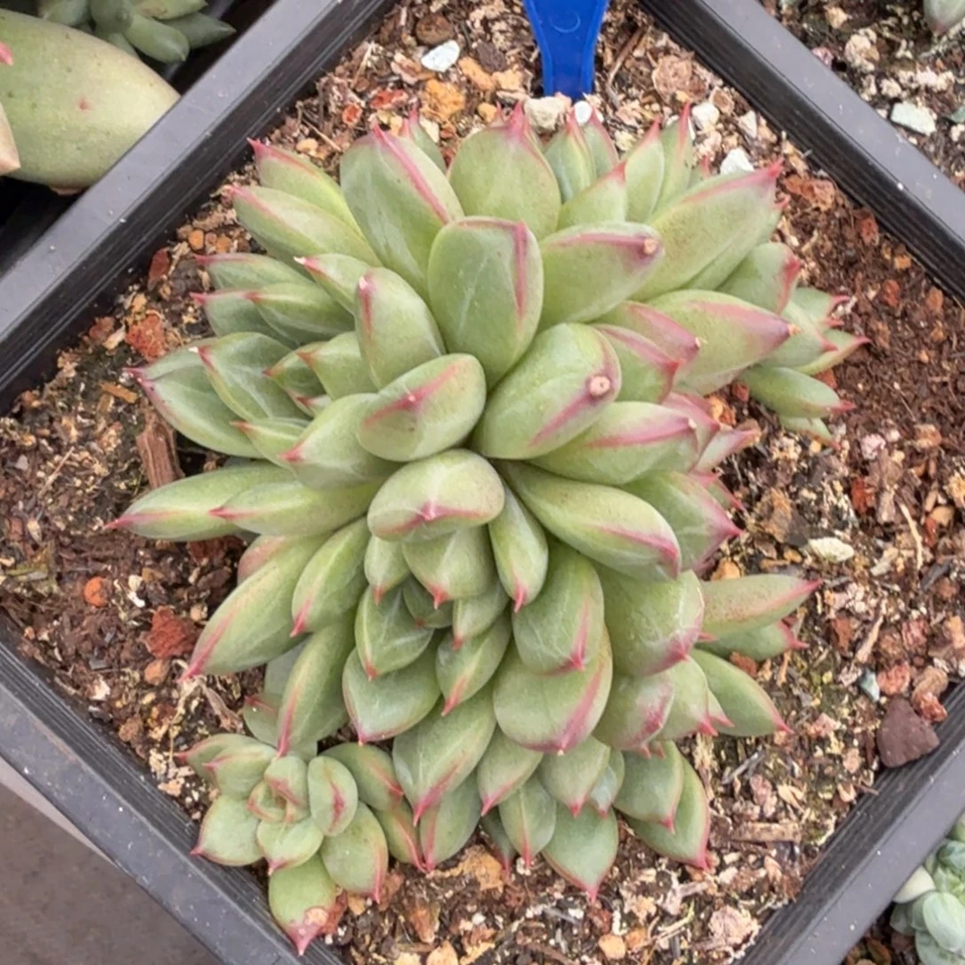 红边珍妮多肉植物117