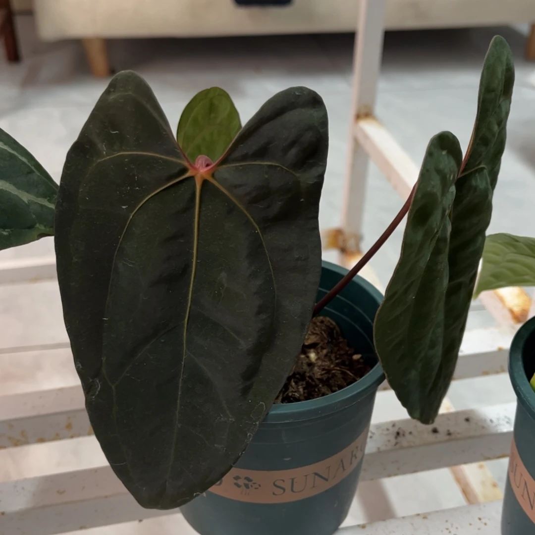 无花朵033 黑凤凰杂papi