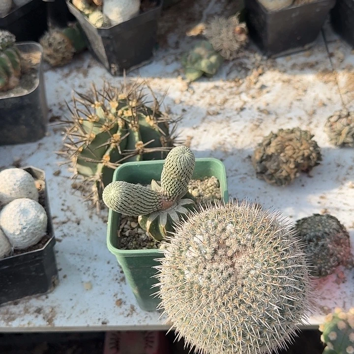 白王仙人球9421嫁接坠化