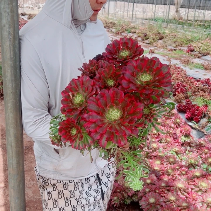 大颗舞天姬多肉法师