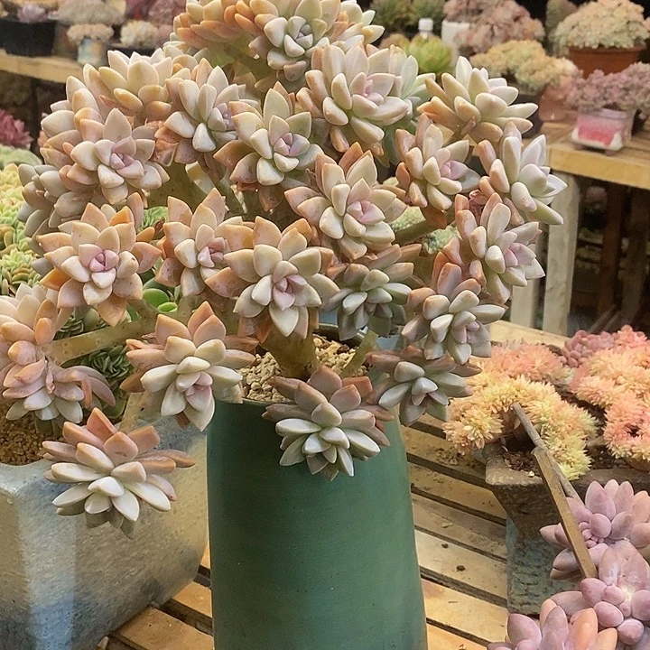 多肉植物肉肉植物