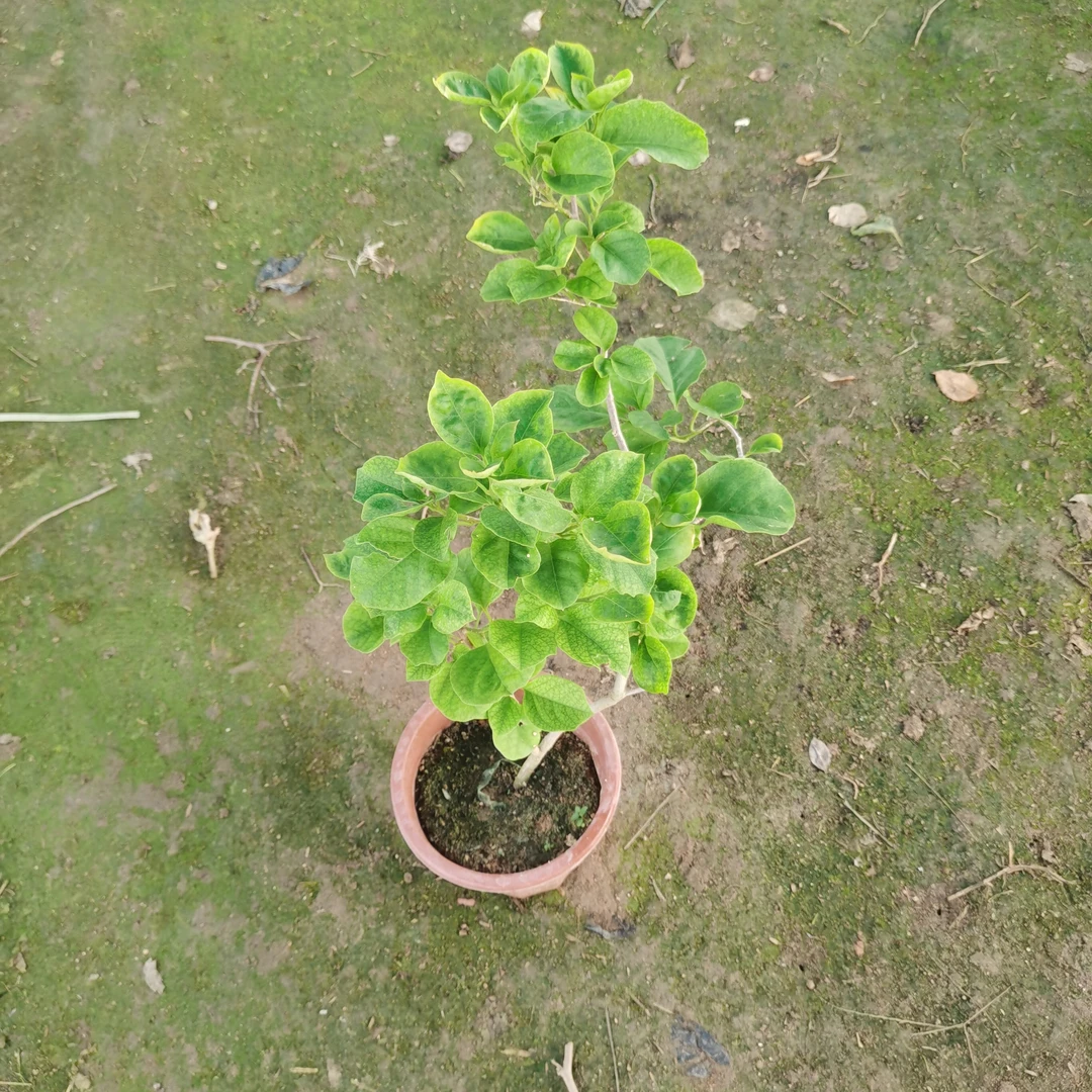 原生天鹅绒咖啡三角梅雀盆栽适合地栽花园植物