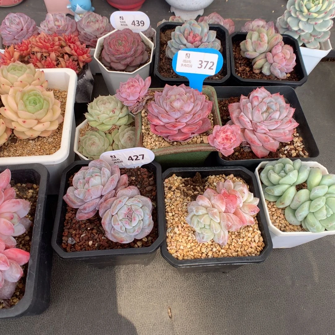 祝****372 扣除328 余3301