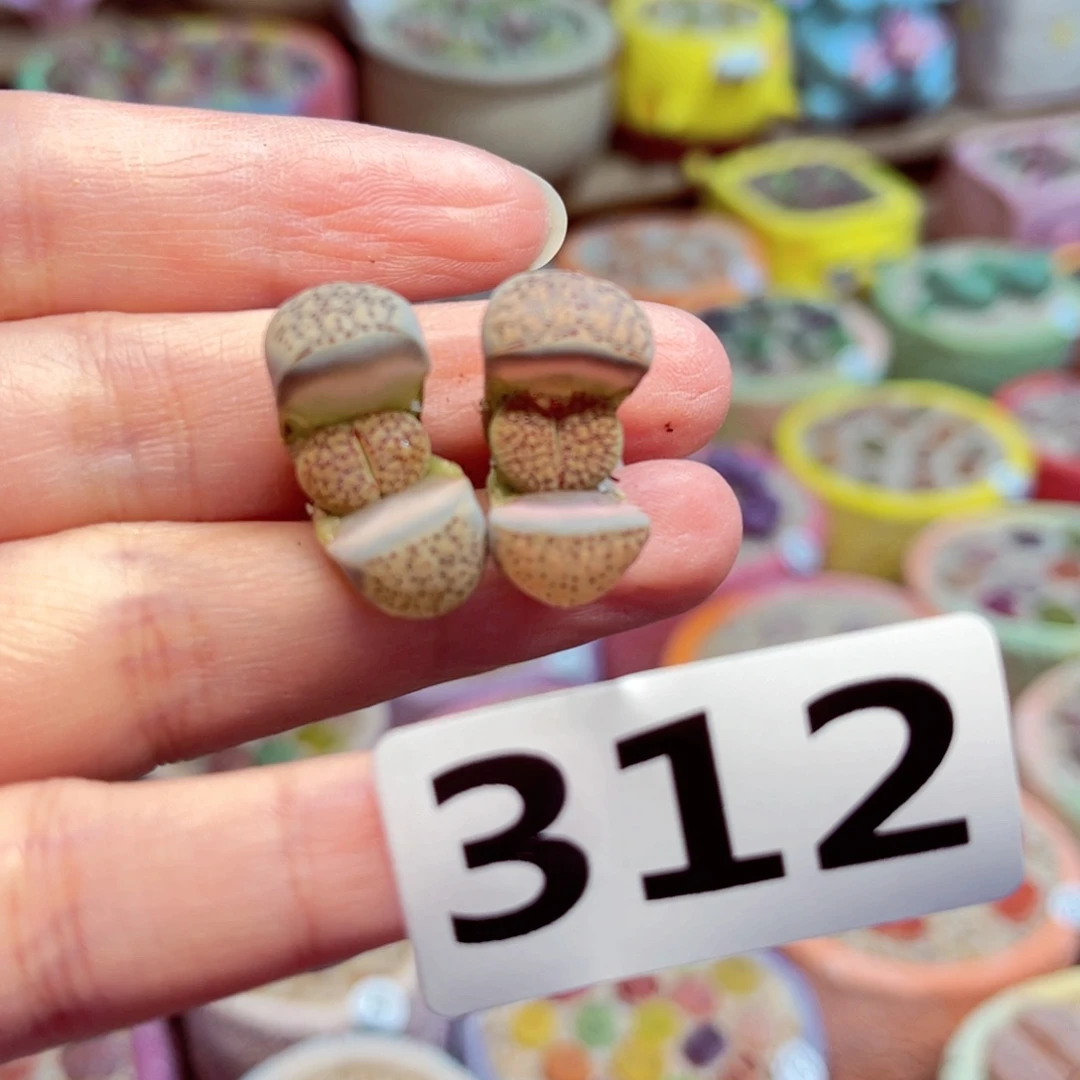 j***r312。8888888888888888888