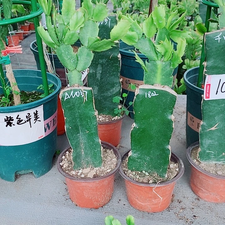 慧***芯完全开放057➕1802蟹爪兰
