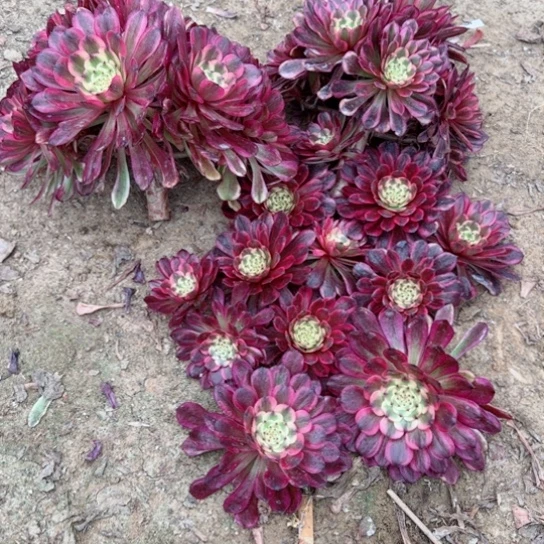 341-加急发明天早上八点