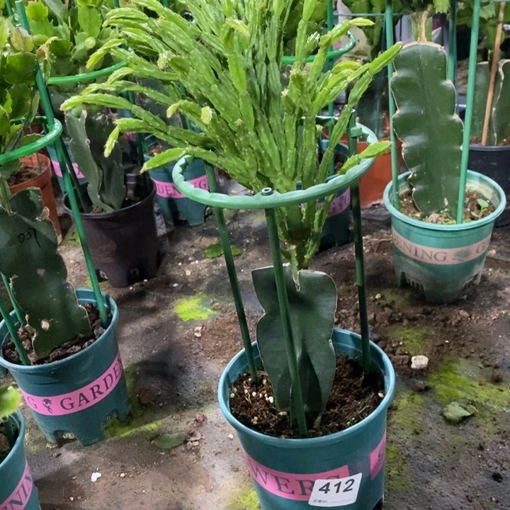 当前无花栽培后可以开花@****）412紫异类