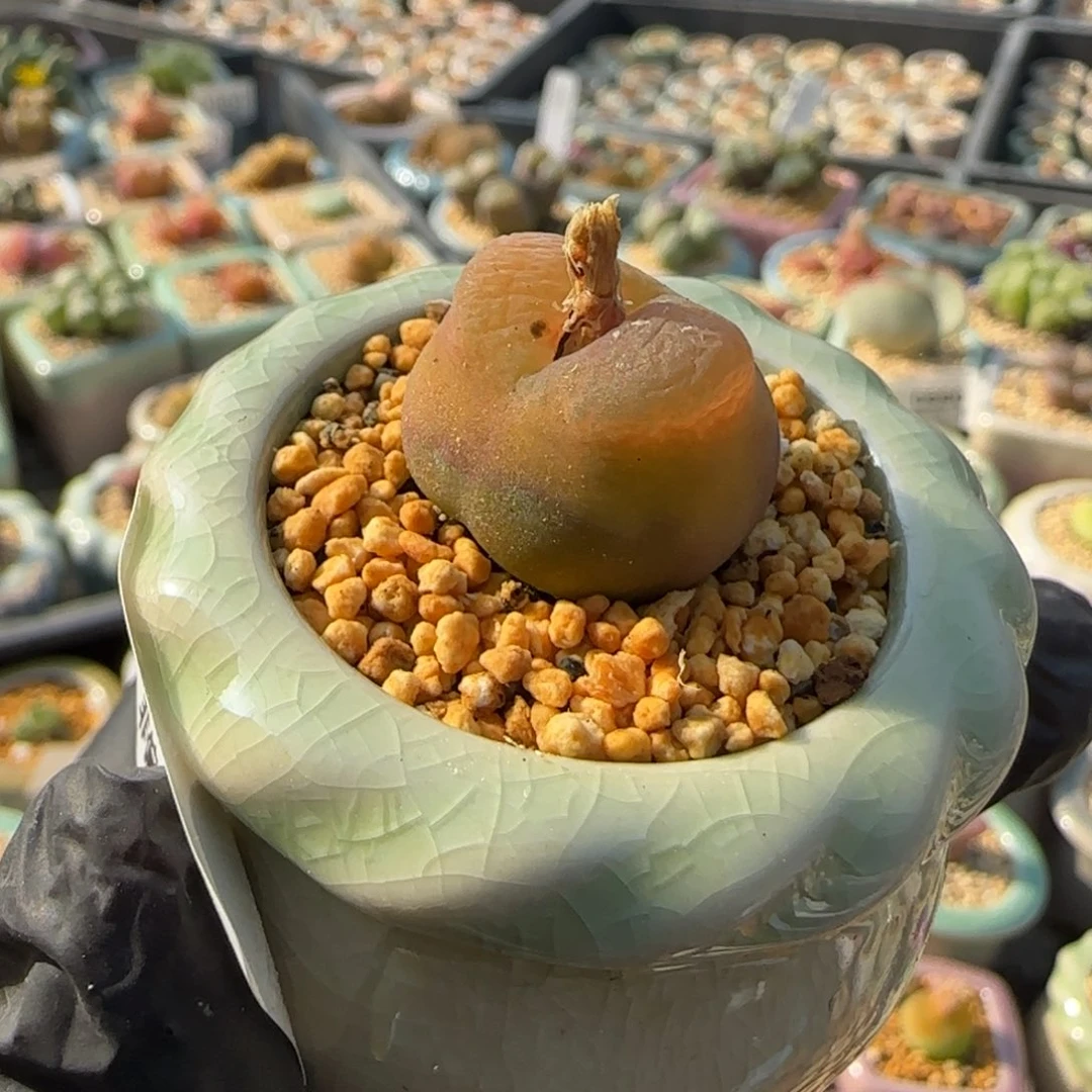 1144--一物一拍 带盆O泡1798.79