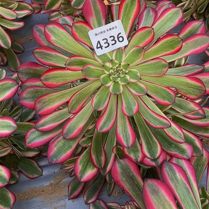 4336红铜白多肉植物