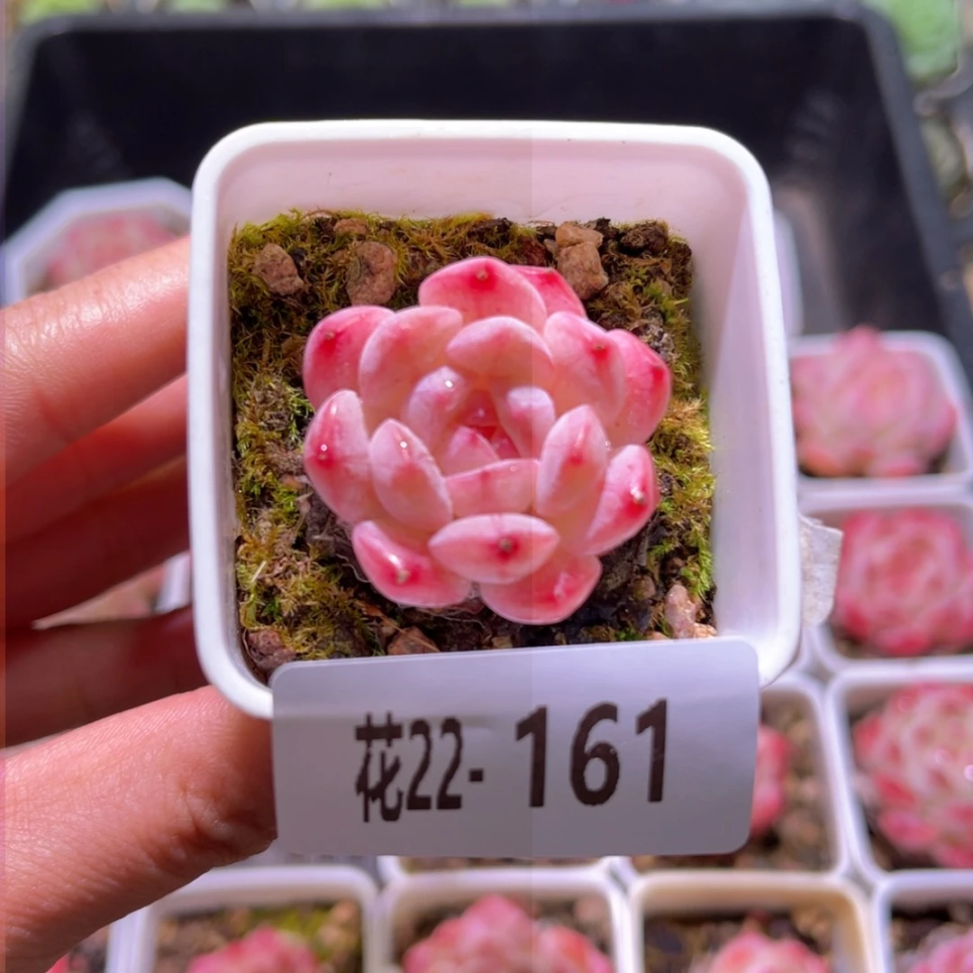 花利美22-161白桃汽水