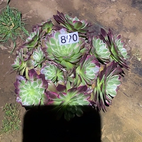 多肉植物法师890莲花