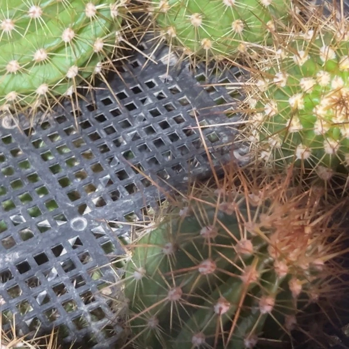 清清3-29瑕疵歪仙人球