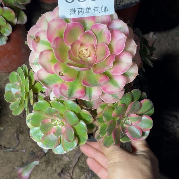 荔枝多肉多肉的人0339
