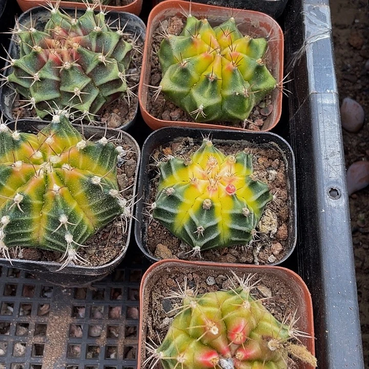 刺球锦带盆土发货