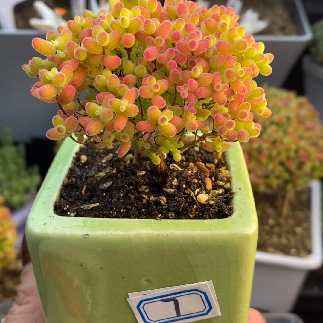 完全开放7号蜜橘糖球（6.5cm）