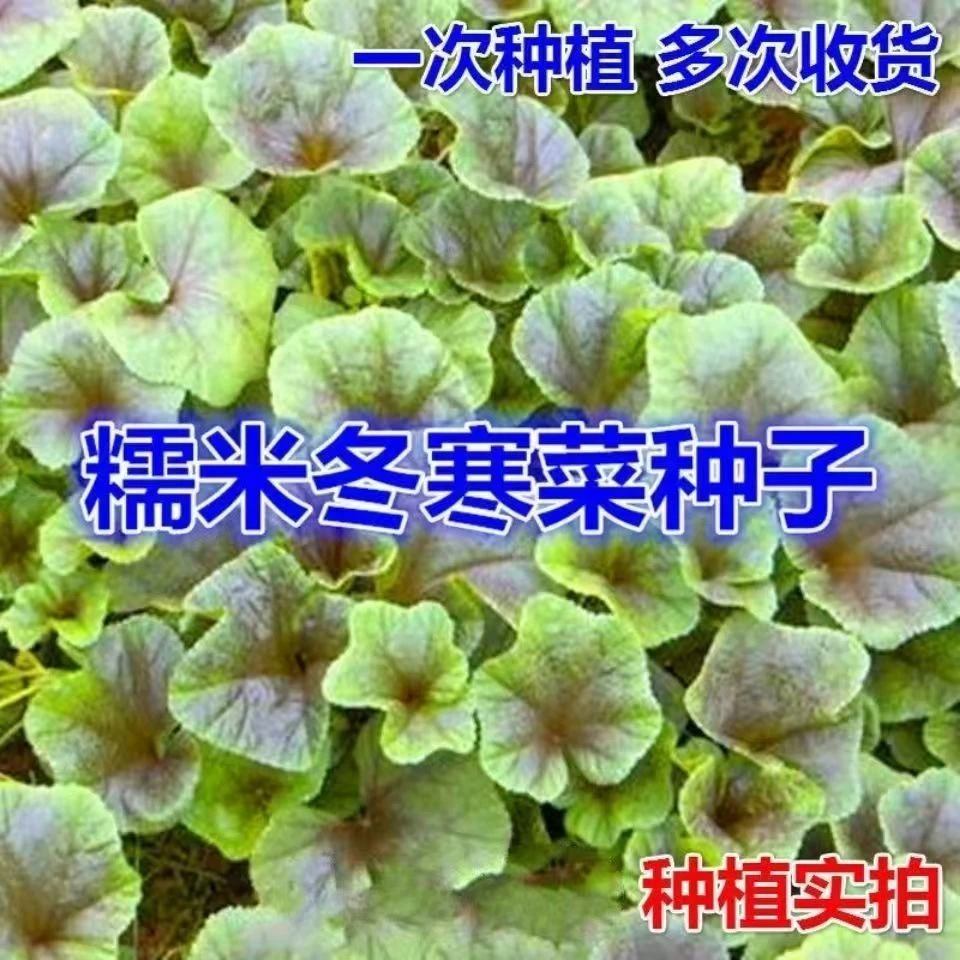 冬寒菜蔬菜种子庭院种植