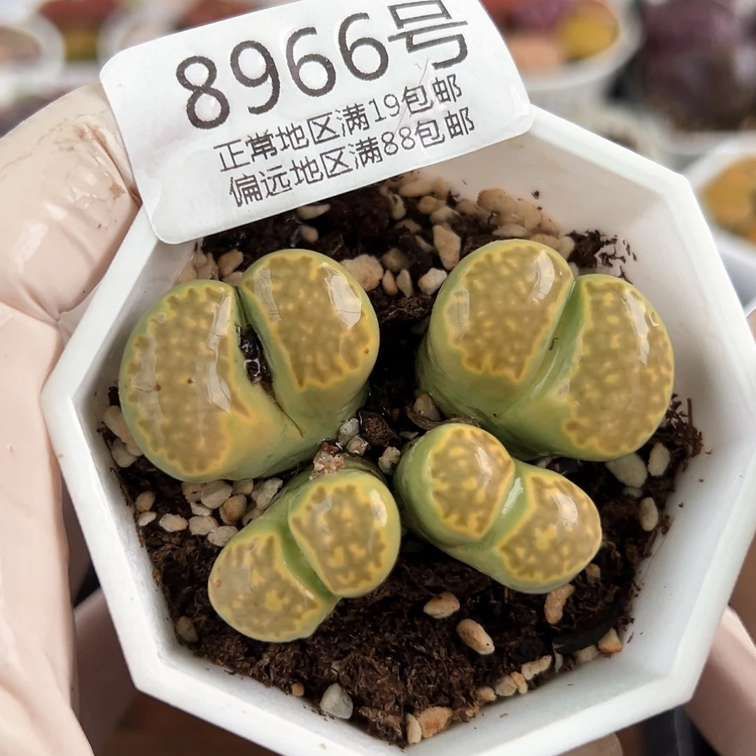 好养易活生石花大母本8966