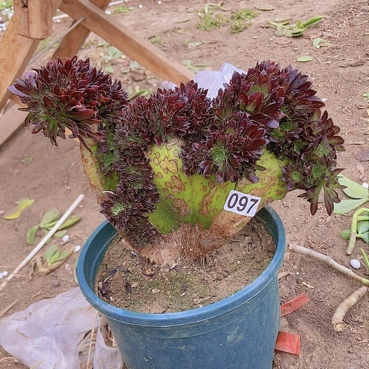 097黑缀化老板子有断指