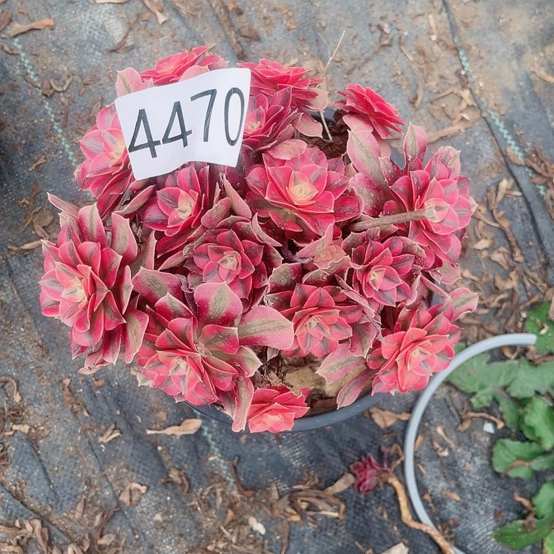 4470粉女巫多肉植物