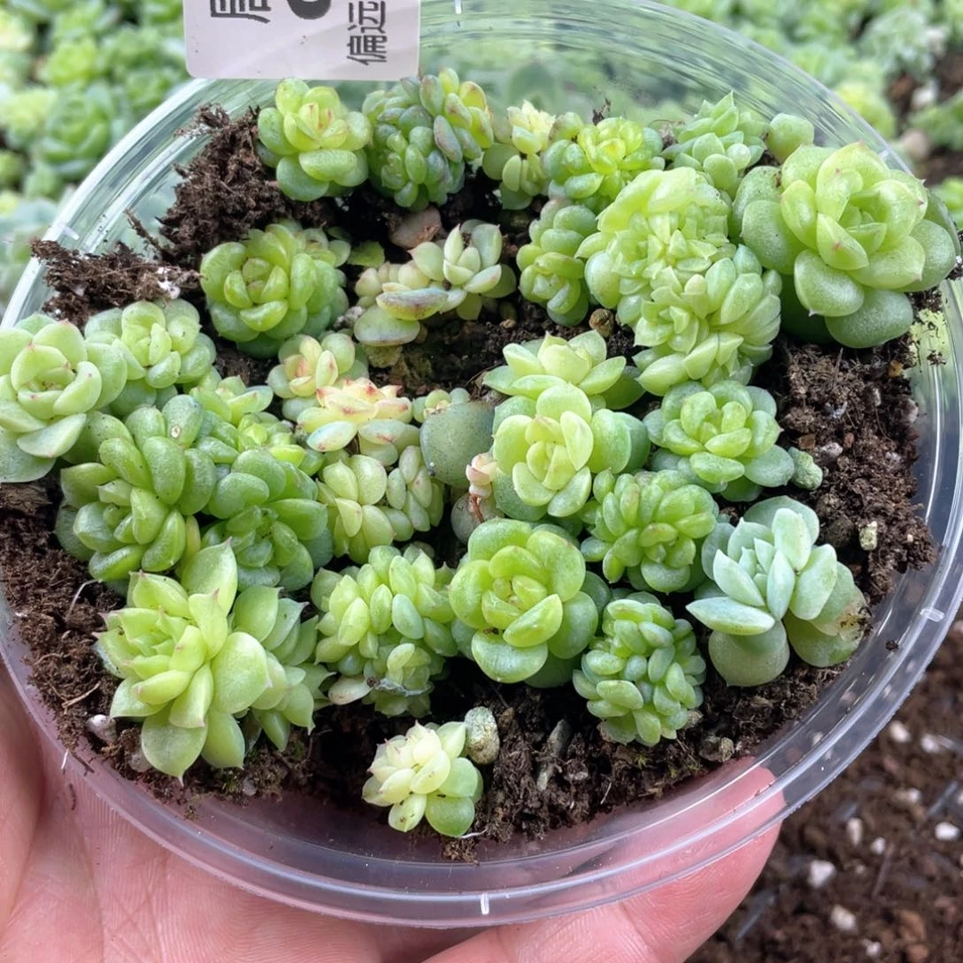 珍妮混一物一拍004