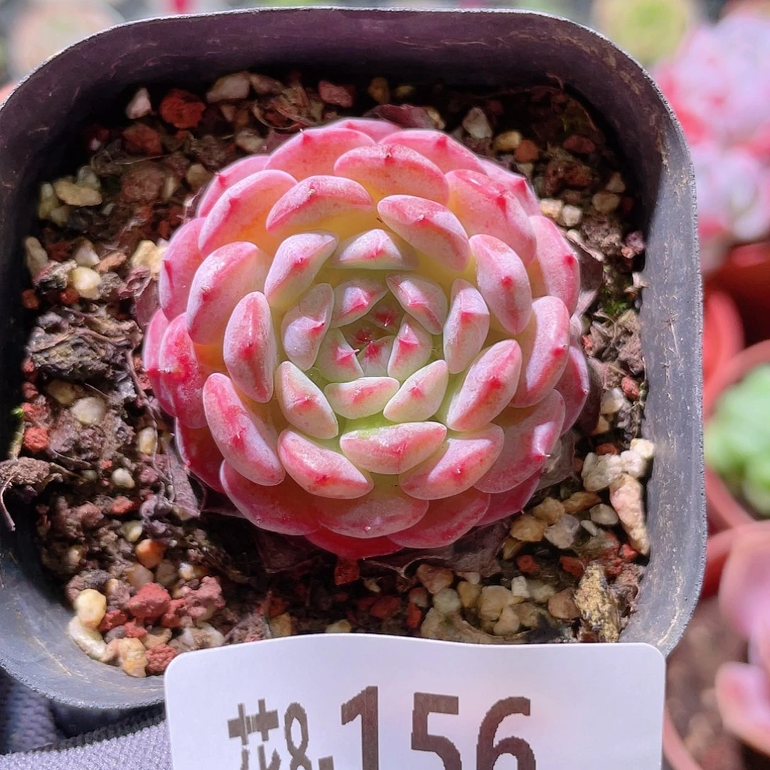 花利美 8-156哈尼