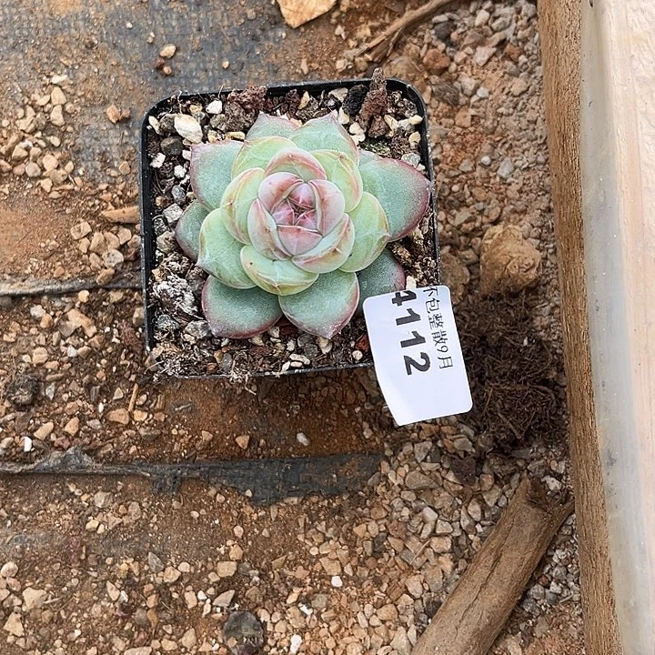阿雅园艺。          4112