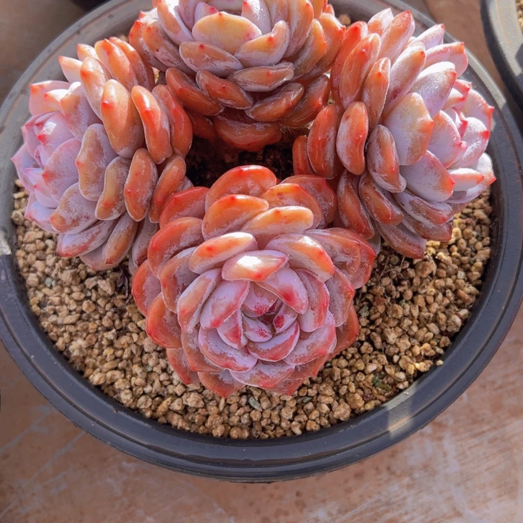 一物一拍多肉植物