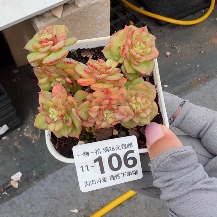 腊牡丹多肉无盆土发货