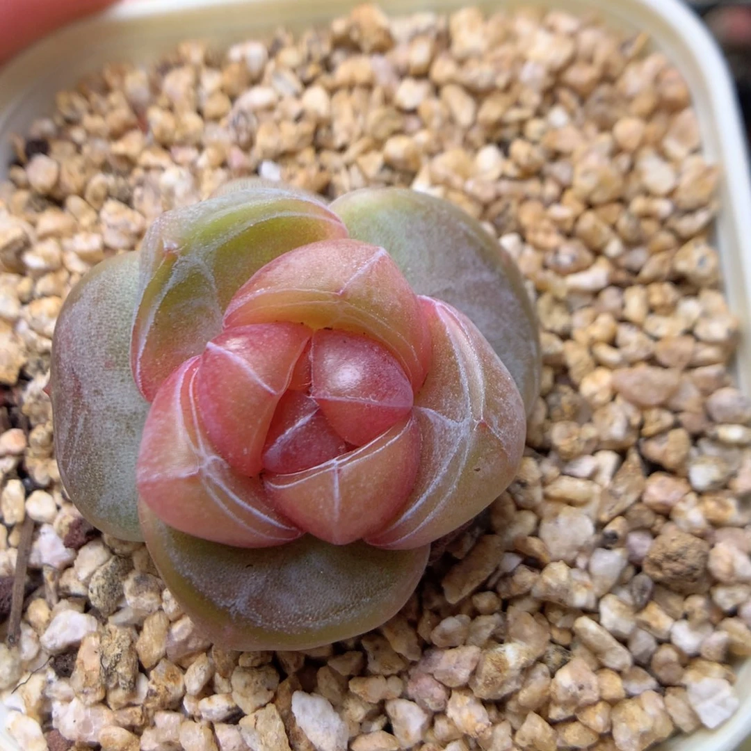 W129 ，柿子多肉20包邮，偏远地区不发货