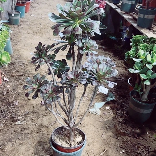 530灰法老桩法师