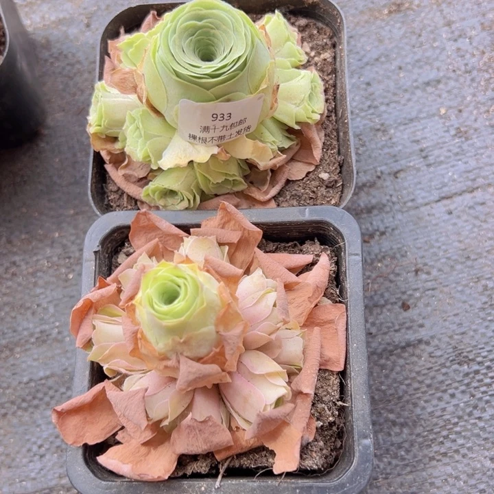 933 裸根不带土发货不包损