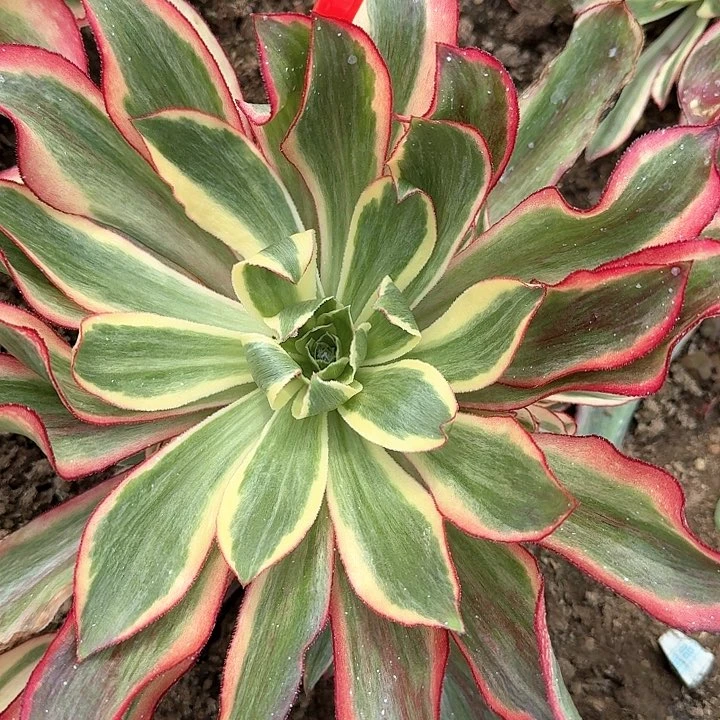 1-2魅影多肉法师