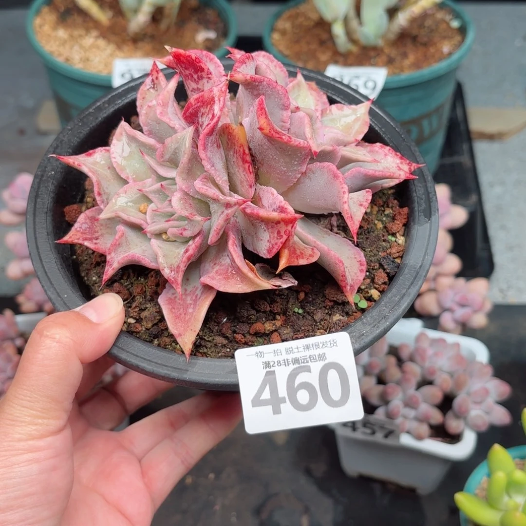红饺子皮无盆土发货