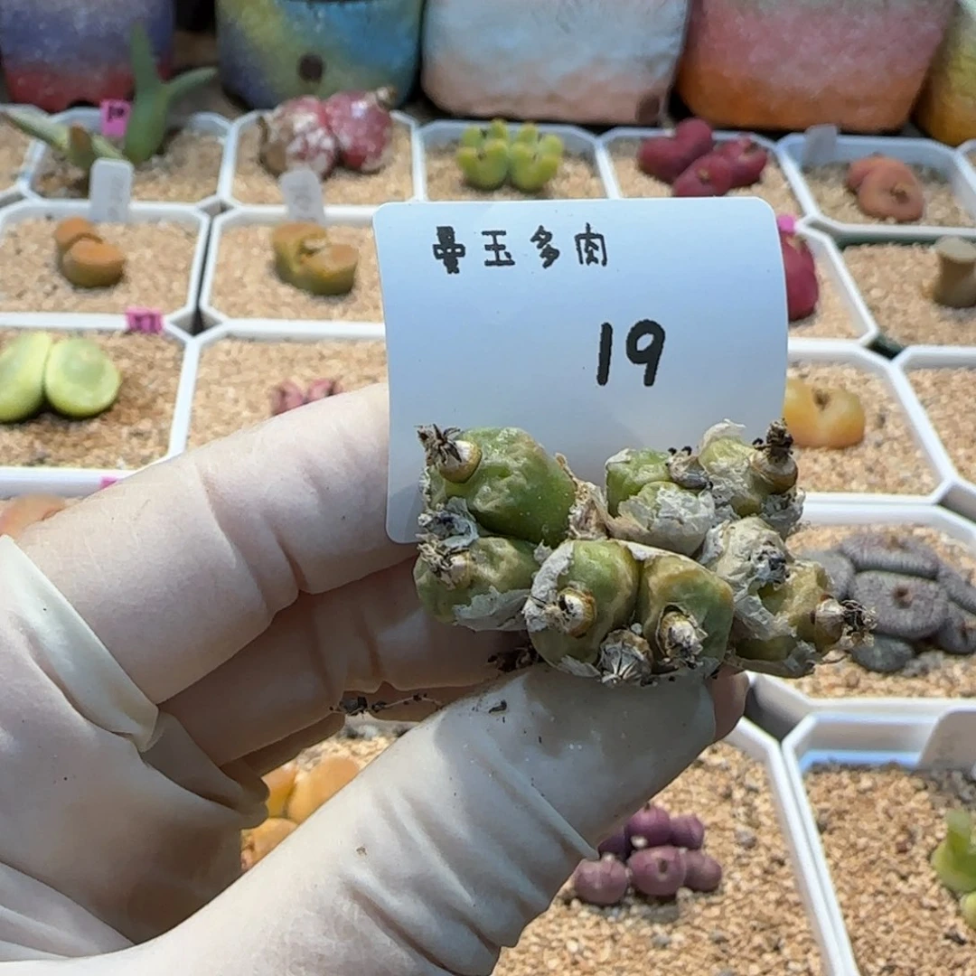 毛**?多肉多肉多肉2.9-019