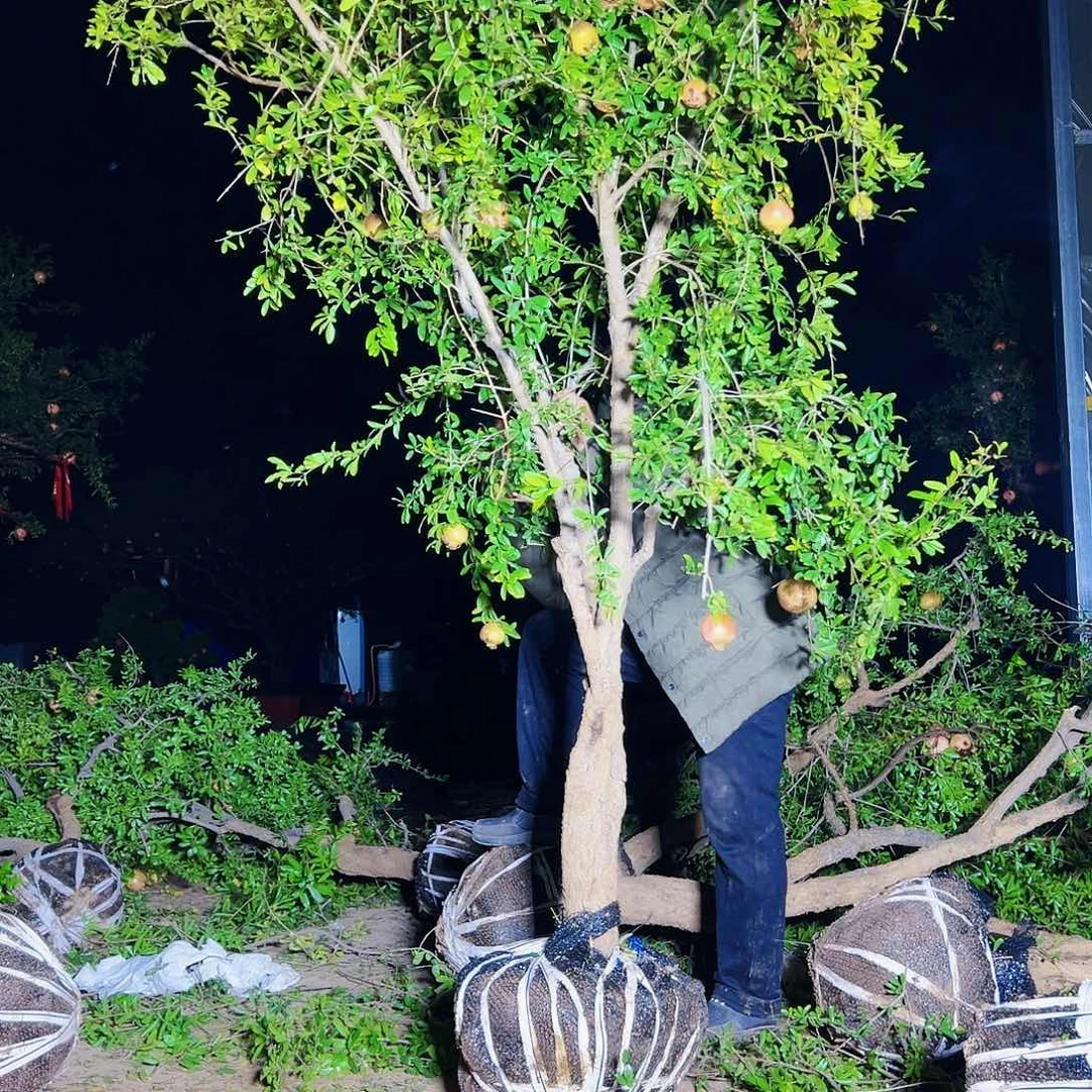 无花朵健健康康快快乐乐